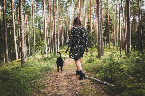 Wildkräuter für Hunde